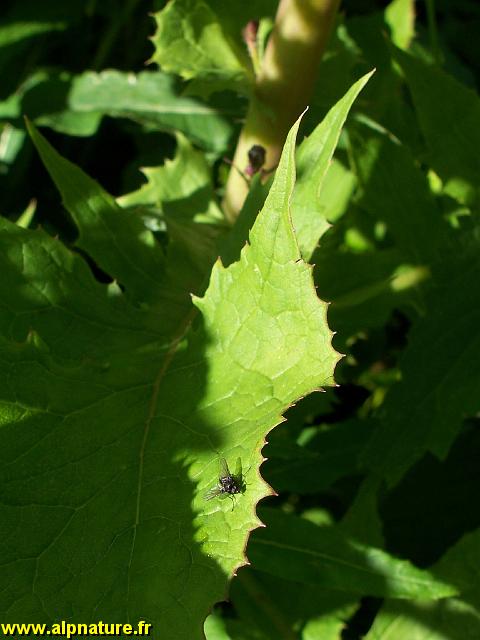 9253_Feuille_de_laitue_alpine.JPG