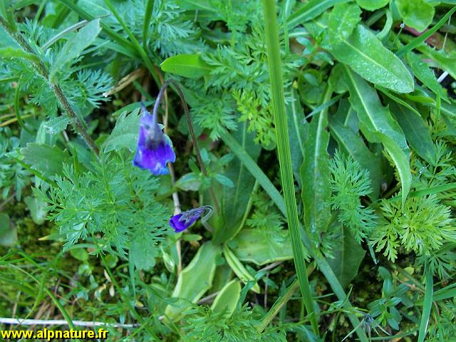 9256_grassette_(lentibulariacees).JPG