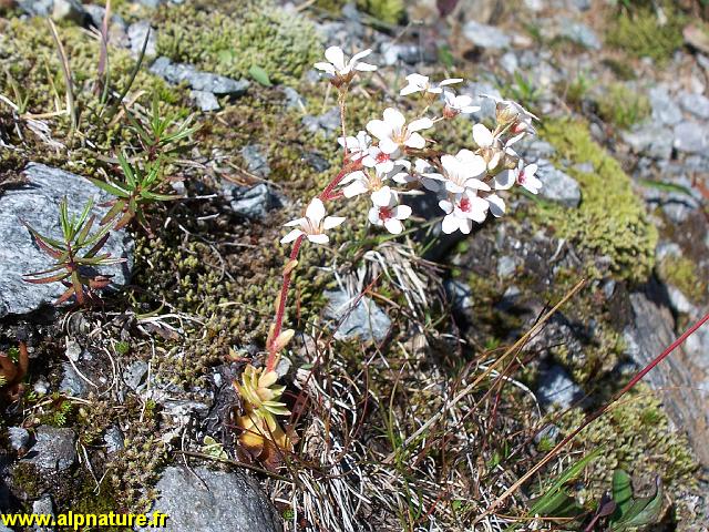9279_saxifrage_cotyledon_(saxifragacees).JPG