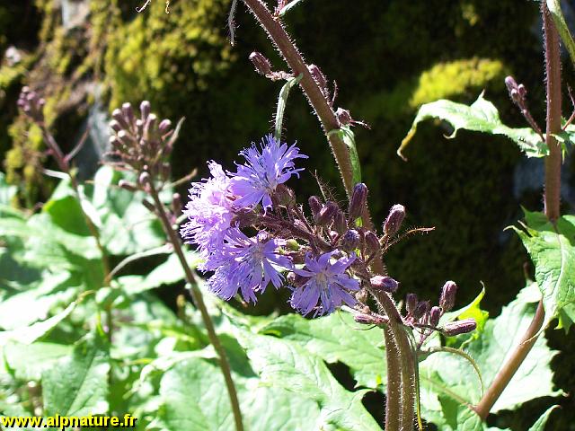 9282_laitue_alpine_(cicerbita_alpina)_asteracees.JPG