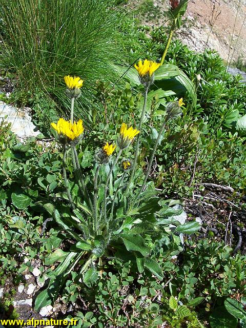 9283_eperviere_poilue_(hieracium_piliferum)_astetracees.JPG