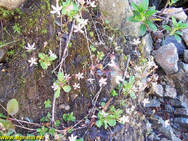 9287_saxifrage_etoile_(saxifraga_stellaris)_saxifragacees.JPG