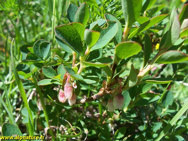 9298_airelle_des_marais(vaccinium_uliginosum)_ericacees.JPG