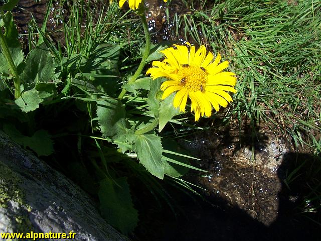 9303_doronic_grandes_fleurs_(asteracees).JPG