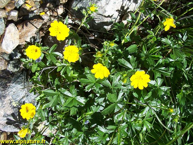 9304_Potentille_dressee_(asteracees).JPG