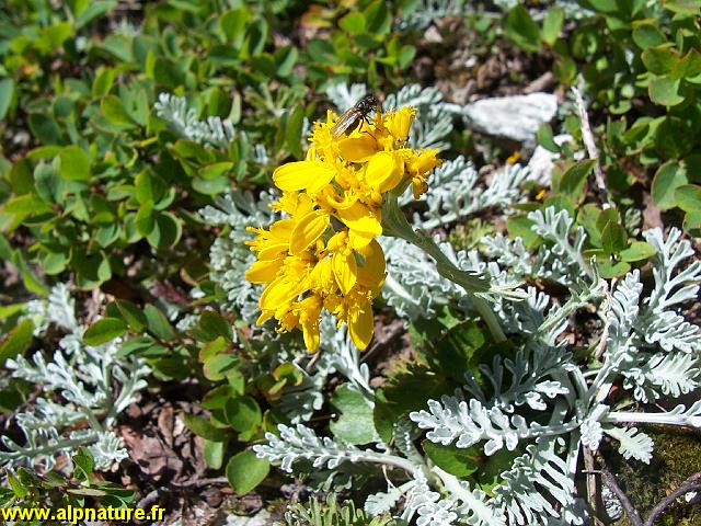 9307_seneçon_blanchatre_(asteracees).JPG