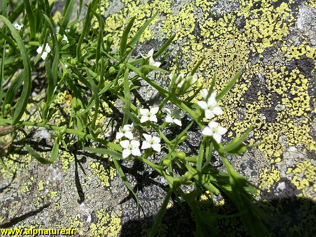 9316_thesium_des_alpes_(thesium_alpinum)_santalacees.JPG