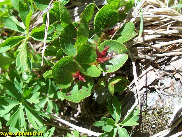 9317_saule_herbace_(salix_herbacea)_salicacees.JPG