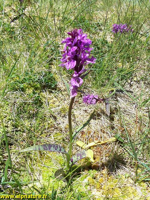 9328_orchis_grenouille_(coeloglossum)_orchidacees.JPG