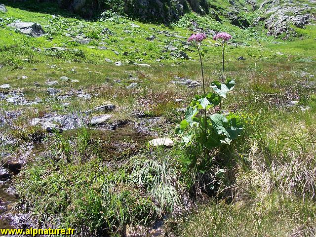 9329_adenostyle_feuille_d-alliaire_(asteracees).JPG