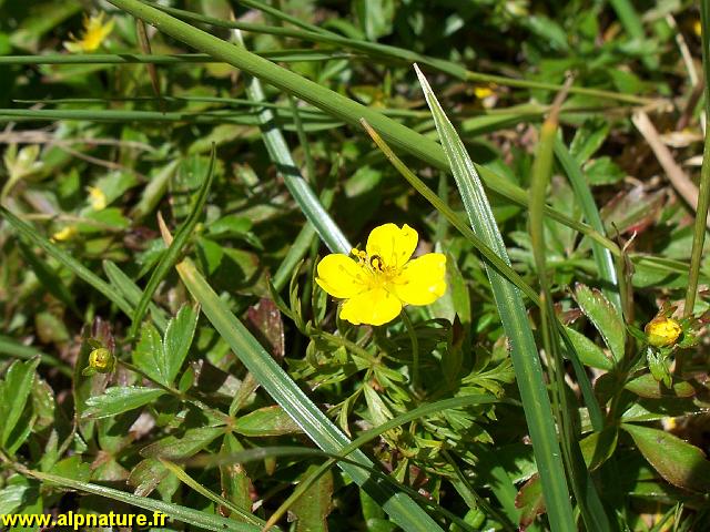 9337_potentille_dressee_(asteracee).JPG