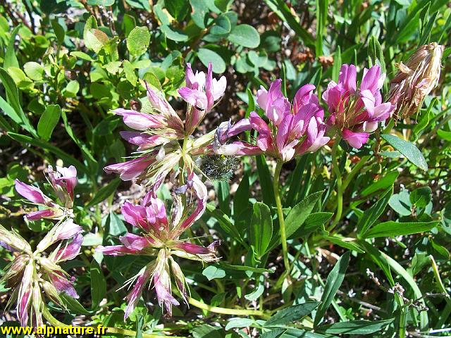 9340_trefle_des_alpes_(trifolium_alpinum)_fabacees.JPG