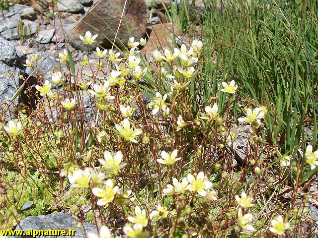 9342_saxifrage_faux_bryum_(saxifraga_brioides)_saxifragacees.JPG