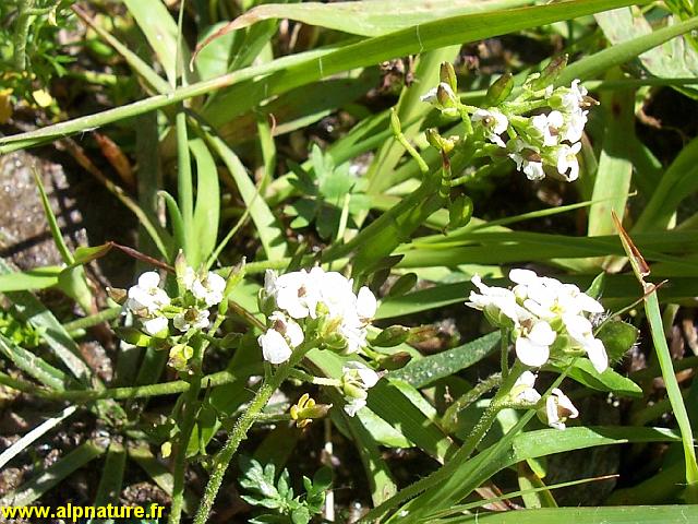 9360_saxifrage_faux_aizoon(saxifragacees).JPG