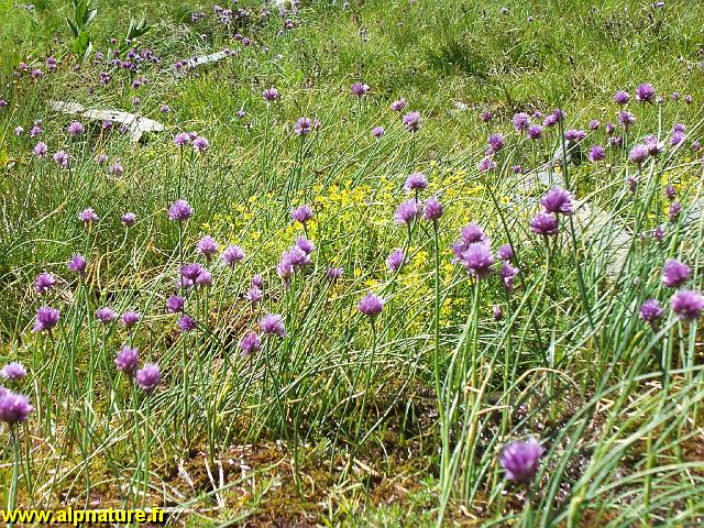 9362_ciboulette_(liliacees).JPG
