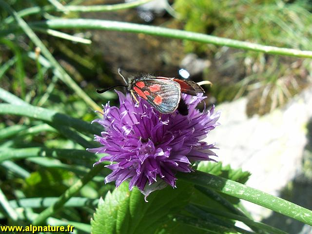 9370_ciboulette_(liliacees).JPG