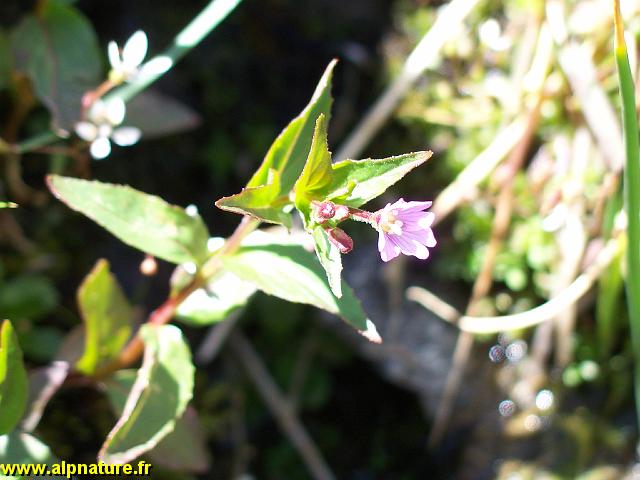 9374_epilobe_a_feuille_de_mouron_(onagracees).JPG