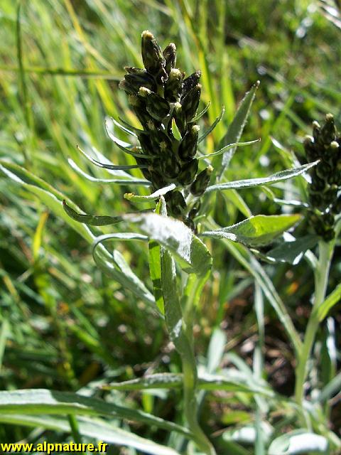 9381_gnaphale_couche_(gnaphalium_supinum)_asteracees.JPG