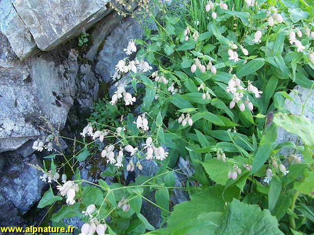 9425_silene_enflee_(caryophyllacees).JPG