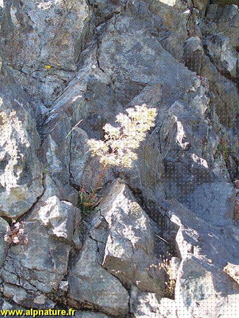 9434_saxifrage_cotyledon_(saxifragacees.JPG