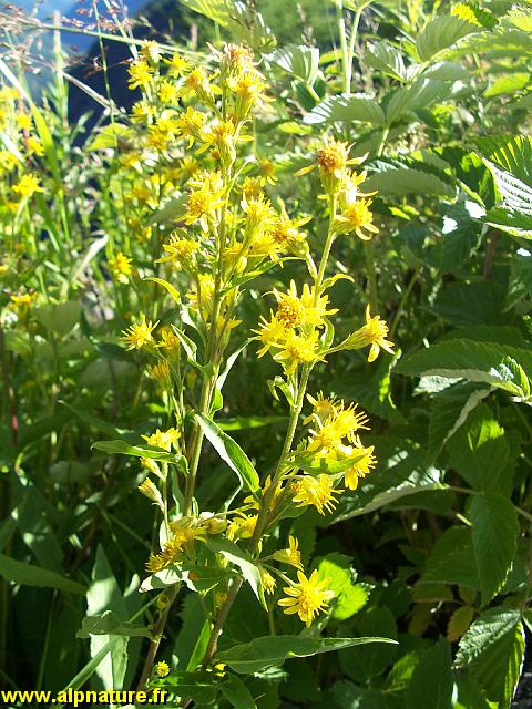 9440_solidage_verge_d'or_(asteracees).JPG