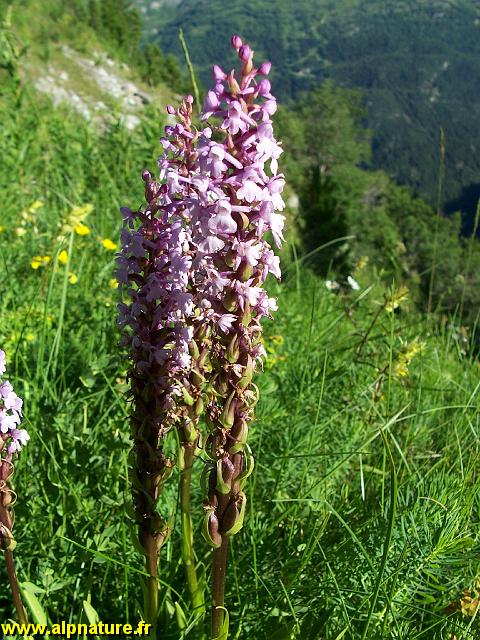 9441_orchis_moucheron_(orchidaceae).JPG