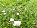 9334_linaigrette_de_scheuzer_(eriophorum_scheuchzeri)_cyperacees