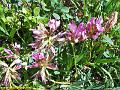 9340_trefle_des_alpes_(trifolium_alpinum)_fabacees