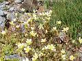 9342_saxifrage_faux_bryum_(saxifraga_brioides)_saxifragacees