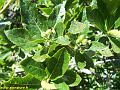 9351_alisier_nain
