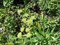 9356_buplevre_etoile_(buplerum_stellatum)_apiacees