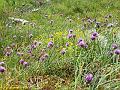 9362_ciboulette_(liliacees)