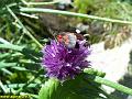 9370_ciboulette_(liliacees)