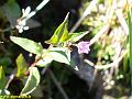 9374_epilobe_a_feuille_de_mouron_(onagracees)