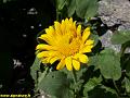 9376_doronic_a_grandes_fleurs_(doronicum_grandiflorum)_asteracees