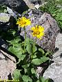 9377_doronic(asteracees)