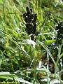 9381_gnaphale_couche_(gnaphalium_supinum)_asteracees